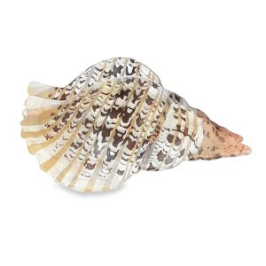 Cette pièce unique est un accessoire de coiffure qui allie l'élégance naturelle des fonds marins à un design artistique raffiné. L'accessoire prend la forme sculpturale d'un coquillage de type Conque, caractérisé par sa silhouette allongée et spiralée. La structure présente des cannelures délicates et des bords ondulés qui imitent parfaitement la croissance organique d'un véritable mollusque marin.